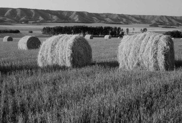 Canada, Manitoba, rolled hay bales in field
